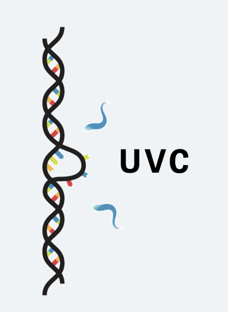 UVC Disinfection Principle