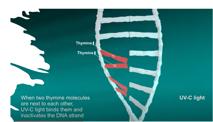 UVC Disinfection Principle